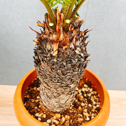 現品］33番 ソテツ 7号 蘇轍 観葉植物 プラスチック鉢 幹高 その他