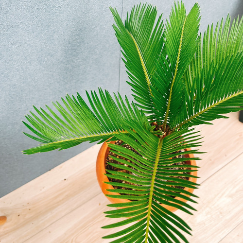 現品］33番 ソテツ 7号 蘇轍 観葉植物 プラスチック鉢 幹高 その他