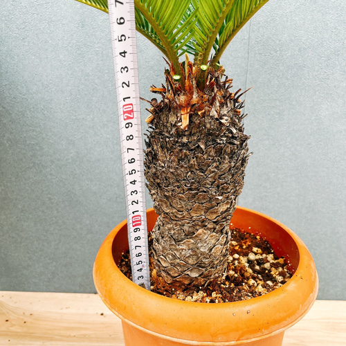 現品］33番 ソテツ 7号 蘇轍 観葉植物 プラスチック鉢 幹高 その他