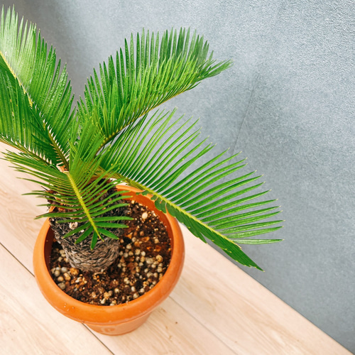 ［現品］33番　ソテツ　7号　蘇轍　観葉植物　プラスチック鉢　幹高 現品］33番 ソテツ 7号 蘇轍 観葉植物 プラスチック鉢 幹高 その他