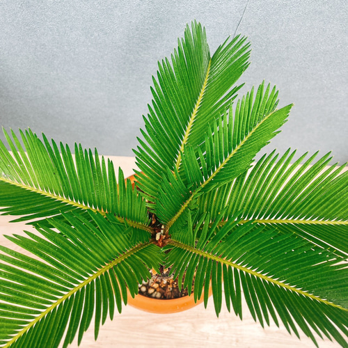 ［現品］33番　ソテツ　7号　蘇轍　観葉植物　プラスチック鉢　幹高 現品］33番 ソテツ 7号 蘇轍 観葉植物 プラスチック鉢 幹高 その他