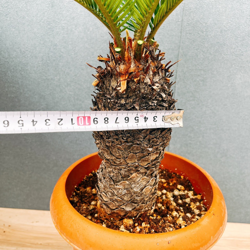 ［現品］33番　ソテツ　7号　蘇轍　観葉植物　プラスチック鉢　幹高 現品］33番 ソテツ 7号 蘇轍 観葉植物 プラスチック鉢 幹高 その他