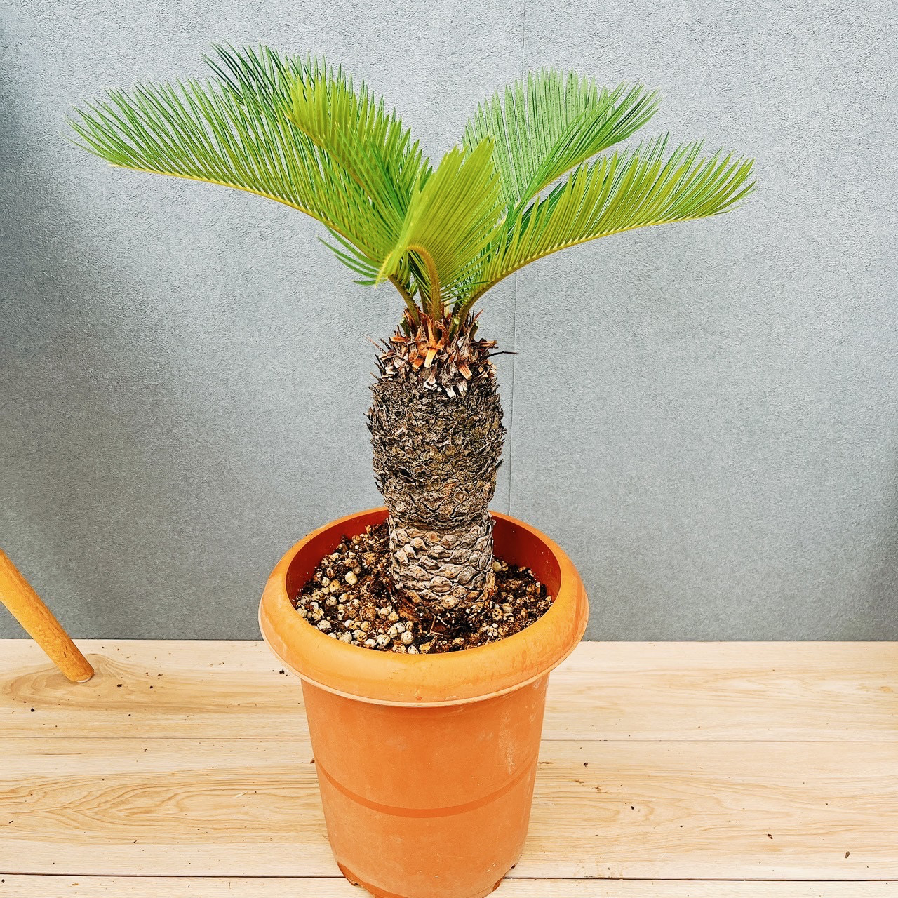 ［現品］33番　ソテツ　7号　蘇轍　観葉植物　プラスチック鉢　幹高 現品］33番 ソテツ 7号 蘇轍 観葉植物 プラスチック鉢 幹高 その他