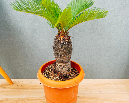 現品］33番 ソテツ 7号 蘇轍 観葉植物 プラスチック鉢 幹高 その他