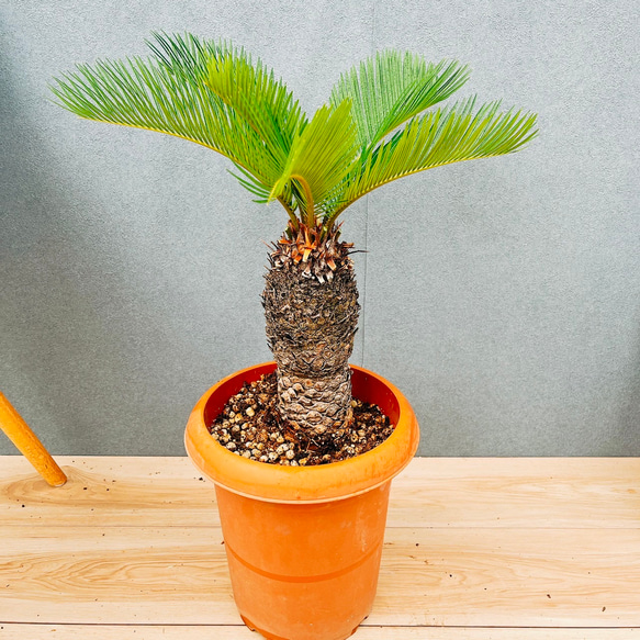 現品］33番 ソテツ 7号 蘇轍 観葉植物 プラスチック鉢 幹高 その他