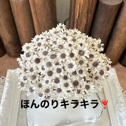 大地農園ミニバラドライヘッドピンク5輪小分け❣️ハーバリウム花材