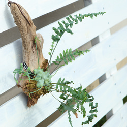 ペガサス　ビカクシダ　XXL size 極美品 ペガサス ビカクシダ XXL size 極美品 楽天市場】(現品