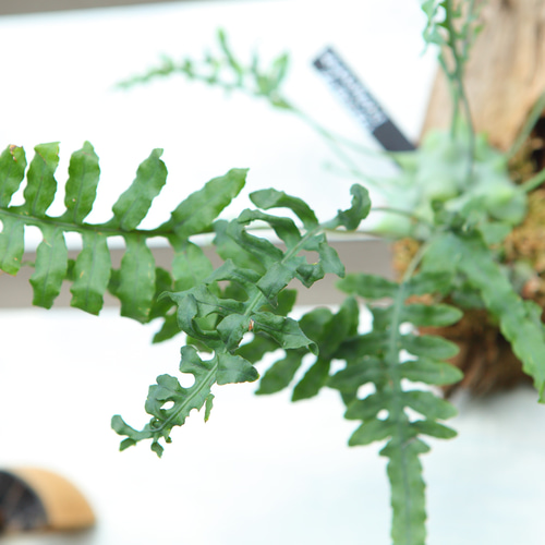 レカノプテリス　デパリオイデス　苔玉 Lecanopteris deparioides】レカノプテリス・デパリオイデス No.J108