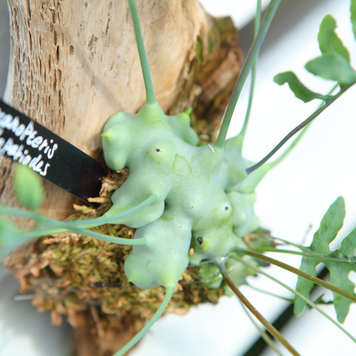 Lecanopteris deparioides】レカノプテリス・デパリオイデス No.J102