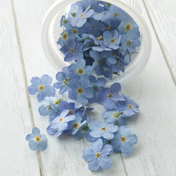 2025勿忘草＊ドライフラワー その他素材 雀雑貨店 通販 9803088