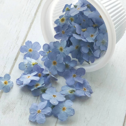 ao様♡【ドライフラワー】勿忘草/わすれな草/忘れな草（S）（668 パーツ） ao様♡【ドライフラワー】勿忘草/わすれな草/忘れな草（S）（668