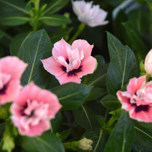 希少 レア【北島園芸さん】八重咲ニチニチソウ「ミラシリーズ・モネ