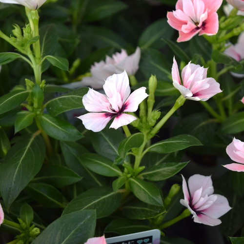 希少 レア【北島園芸さん】八重咲ニチニチソウ「ミラシリーズ・モネ
