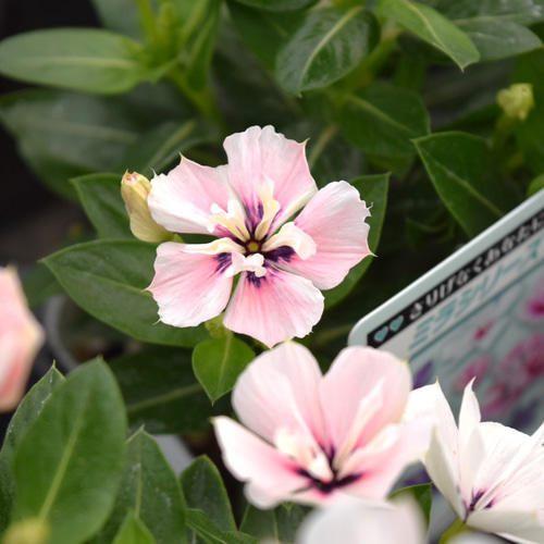 希少 レア【北島園芸さん】八重咲ニチニチソウ「ミラシリーズ・モネ