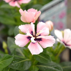 希少 レア【北島園芸さん】八重咲ニチニチソウ「ミラシリーズ・モネ