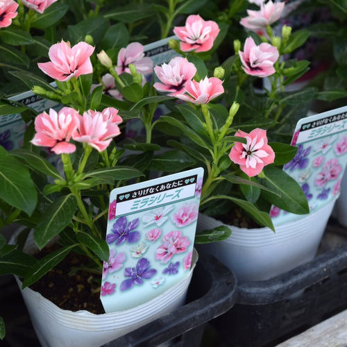 切花ニ苗 希少 レア【北島園芸さん】八重咲ニチニチソウ「ミラシリーズ・モネ