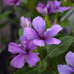 ペチュニア「パープルベイングリーンエッジ」 花苗 花 苗 ガーデニング