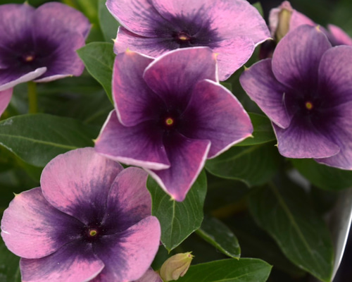 779fa71f6399d07ca3a5bc62589b23