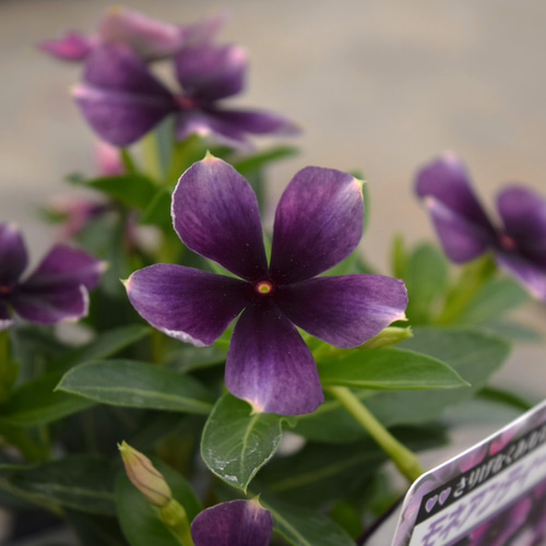 希少 レア【北島園芸さん】ニチニチソウ 「モネアンティーク」ビンカ