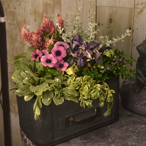 希少 レア【北島園芸さん】ニチニチソウ 「モネアンティーク」ビンカ