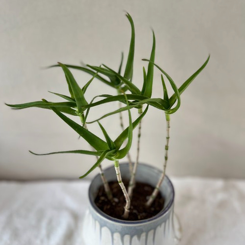 ⭐︎アロ〜ハ⭐︎様　ご注文品 アロエ 青々錦 3.5号：： スタイリッシュな鉢付き 多肉植物 TORRES