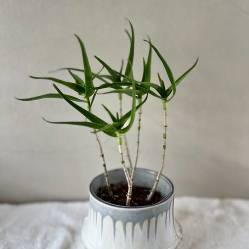 アロエ 青々錦 3.5号：： スタイリッシュな鉢付き 多肉植物 TORRES