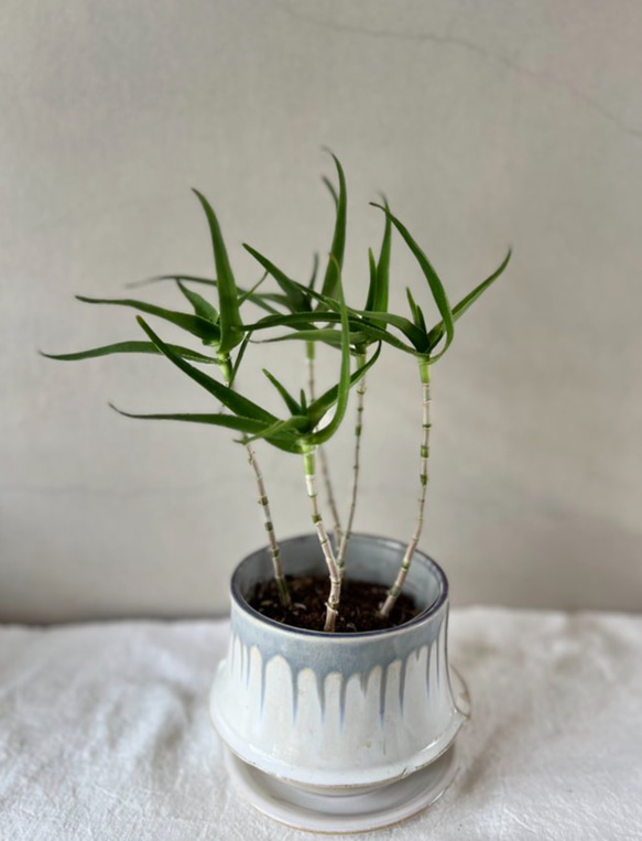 アロエ ポリフィラ錦 アロエ 青々錦 3.5号：： スタイリッシュな鉢付き 多肉植物