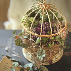 木漏れ日の鳥かご』寄せ植えセット 多肉植物 多肉寄せ植え 多肉植物 は