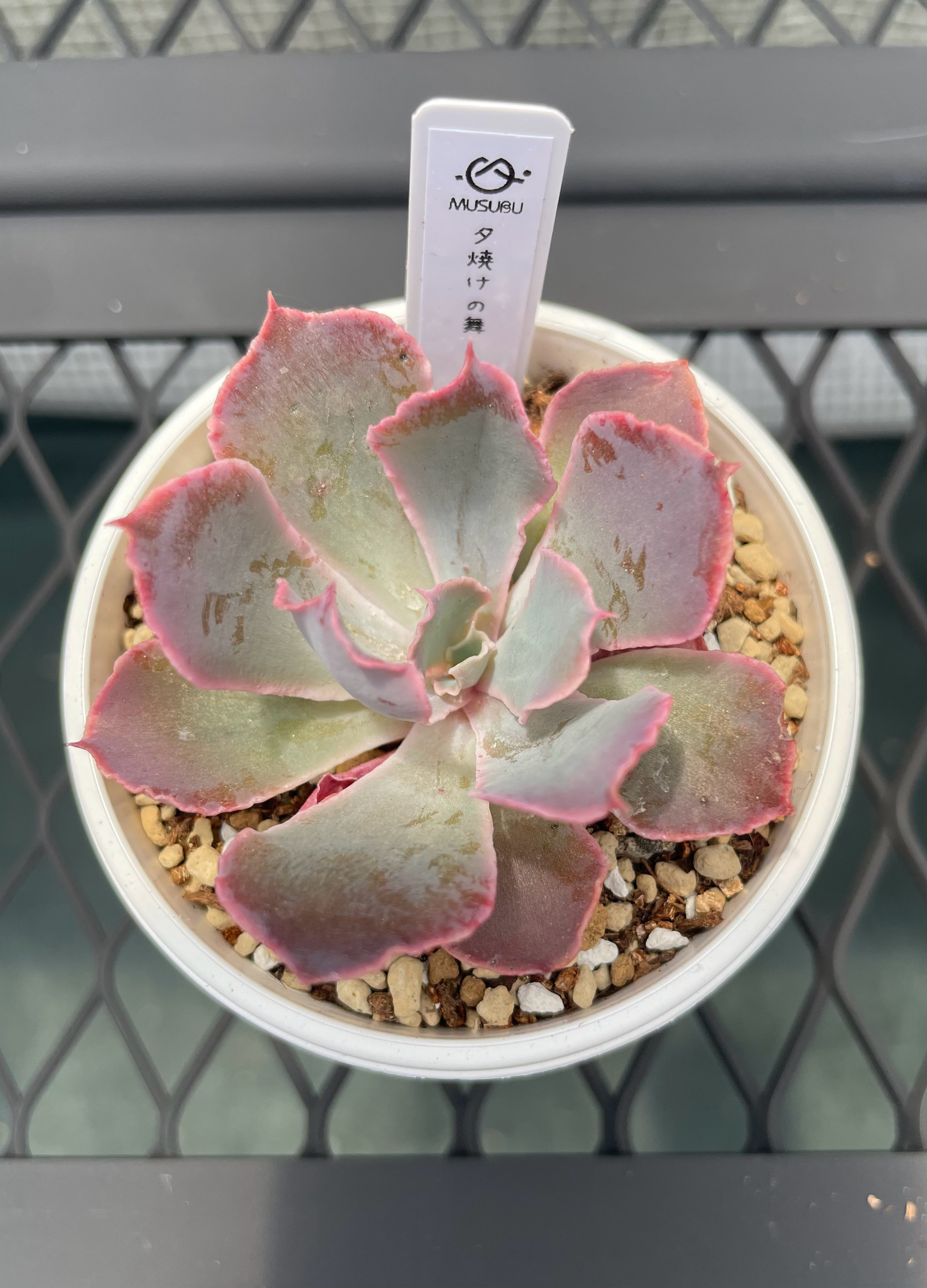 多肉植物【夕焼けの舞】抜き苗 多肉植物【夕焼けの舞】抜き苗