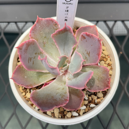 多肉植物【夕焼けの舞】抜き苗 多肉植物 エケベリア 夕焼けの舞 抜き苗 その他インテリア雑貨