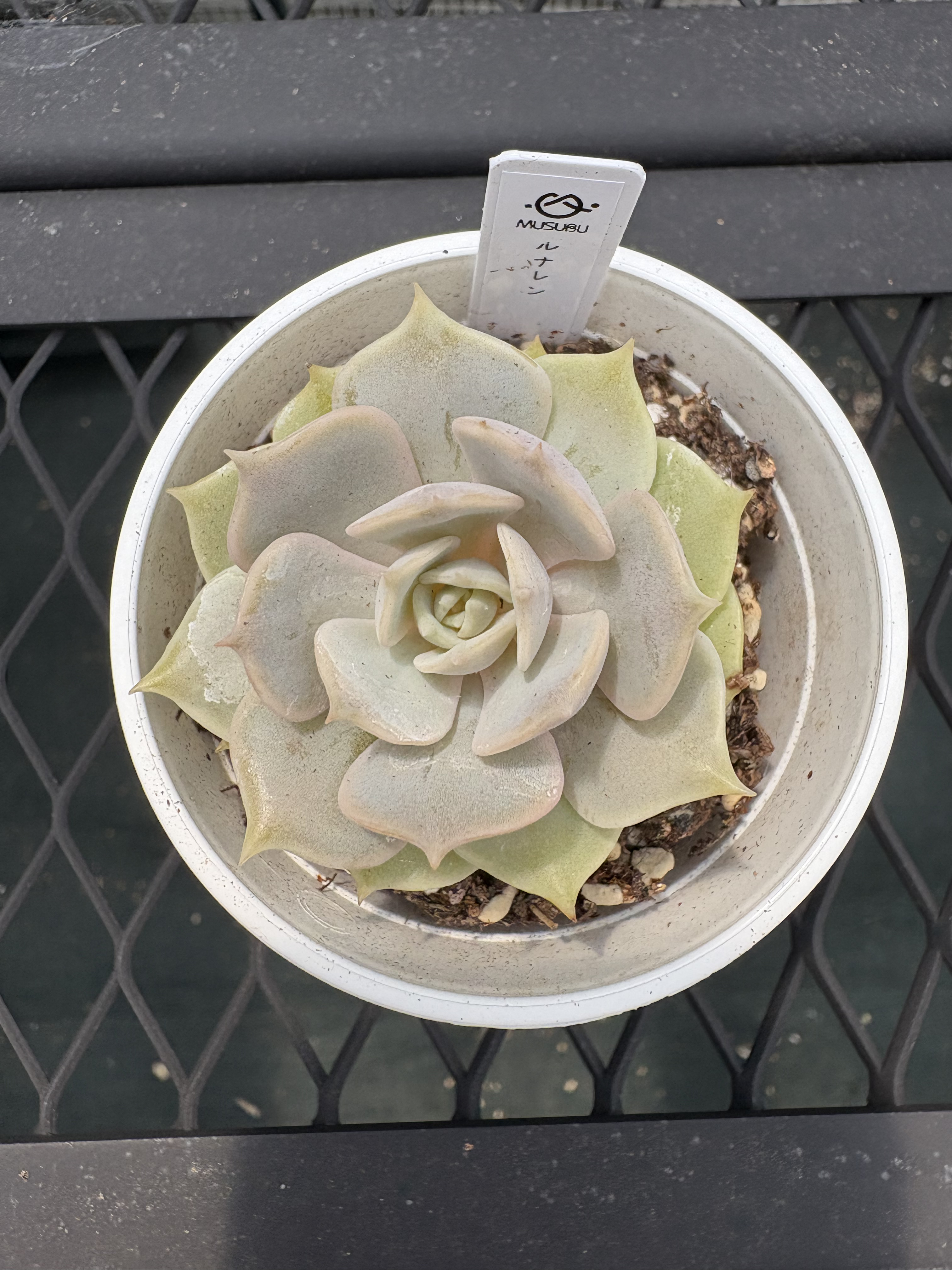 ①多肉植物【ルナレン】抜き苗　　エケベリア 多肉植物エケベリア【ルナレン】抜き苗 - メルカリ