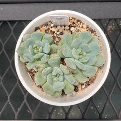 多肉植物【ルナレン】抜き苗　エケベリア 多肉植物 エケベリア ルナレン 抜き苗 その他インテリア雑貨