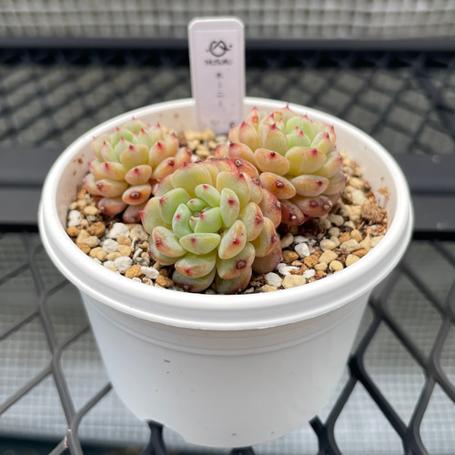 多肉植物 抜き苗 多肉植物抜き苗ミックス | 京都 おむろ YUUKIESGARDEN(ゆうきいずがあでん)