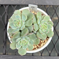 多肉植物 エケベリア ホーニー 抜き苗 その他インテリア雑貨 MUSUBU