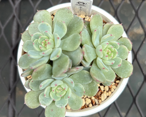 多肉植物 エボニー  抜き苗♡ エボニー×プロリフェラ 抜き苗 多肉植物 - メルカリ