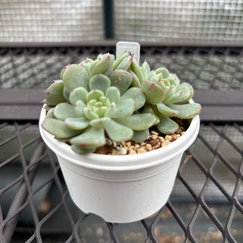 多肉植物 エケベリア ホーニー 抜き苗 その他インテリア雑貨 MUSUBU