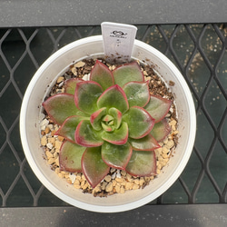 多肉植物 エケベリア ルナレン 抜き苗 その他インテリア雑貨