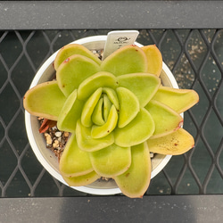 多肉植物【夕焼けの舞】抜き苗 多肉植物【夕焼けの舞】抜き苗