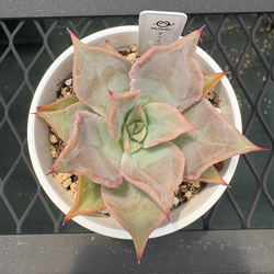 多肉植物【夕焼けの舞】抜き苗 多肉植物【夕焼けの舞】抜き苗