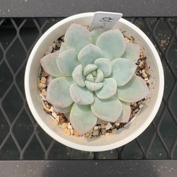 ①多肉植物【ルナレン】2苗セット　抜き苗 エケベリア ①多肉植物【ルナレン】抜き苗 エケベリア