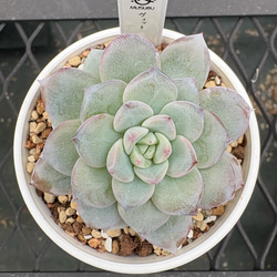 ①多肉植物【ルナレン】2苗セット　抜き苗 エケベリア ①多肉植物【ルナレン】2苗セット 抜き苗 エケベリア