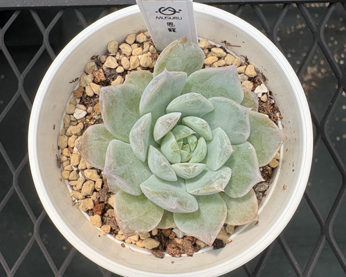 多肉植物 エケベリア 恩寵 抜き苗 その他インテリア雑貨 MUSUBU