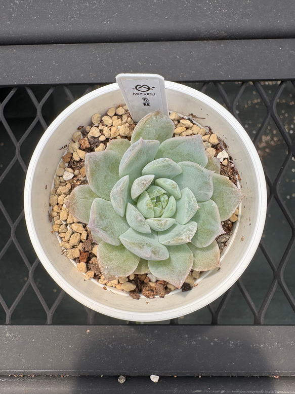 miso苗⭐️エレイン×メキポル⭐️ミソップさん 多肉 エケベリア 抜き苗 miso苗⭐️エレイン×メキポル⭐️ミソップさん 多肉 エケベリア