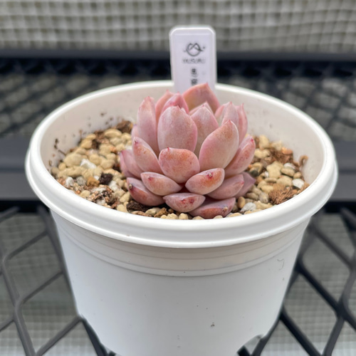 多肉植物 エケベリア 恩寵 抜き苗 その他インテリア雑貨 MUSUBU