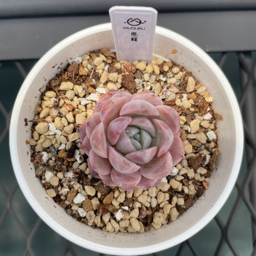 miso苗⭐️エレイン×メキポル⭐️ミソップさん 多肉 エケベリア 抜き苗