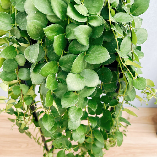 現品］エスキナンサス タイピンク 5号 観葉植物 室内 吊り下げ