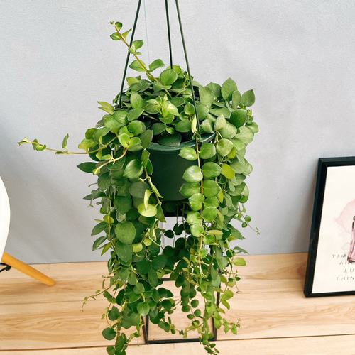 ［現品］80番　エスキナンサス　タイピンク　5号　観葉植物　室内　吊り下げ エスキナンサス：タイピンク 5号吊り鉢 の通販 | 園芸ネット