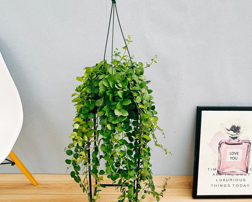現品］エスキナンサス タイピンク 5号 観葉植物 室内 吊り下げ