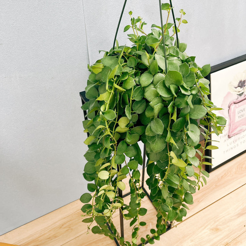 ★決算特価商品★ タイピンク 現品］エスキナンサス 5号 吊り下げ 室内 観葉植物 その他観葉植物