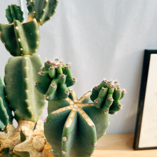 ［現品］22番　柱サボテン　鬼面角 ブランチ　8号　室内　大型　多肉植物　人気 現品］4番 柱サボテン 鬼面角 ブランチ 8号 観葉 室内 大型 多肉